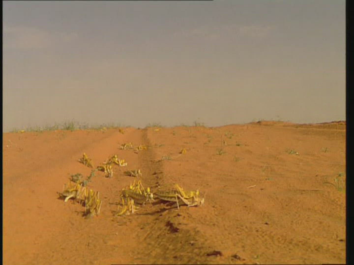 461577692 / Grasshopper / Mating / Desert / Yemen