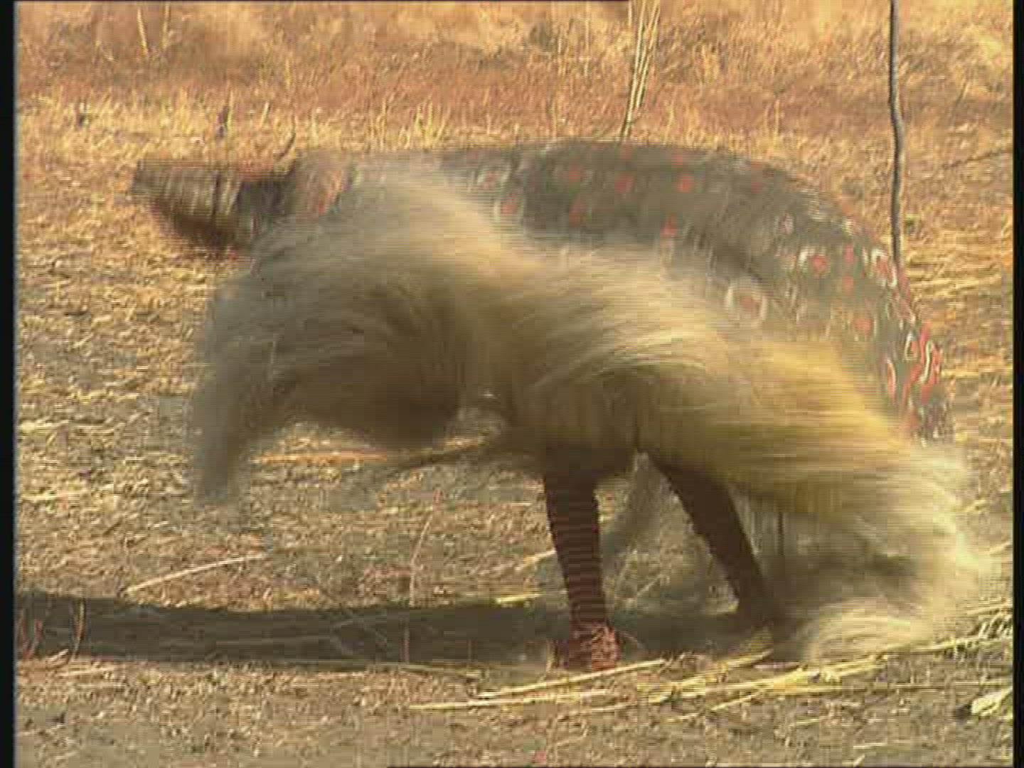 411281922 / Mask Dance / Rite / Zambia