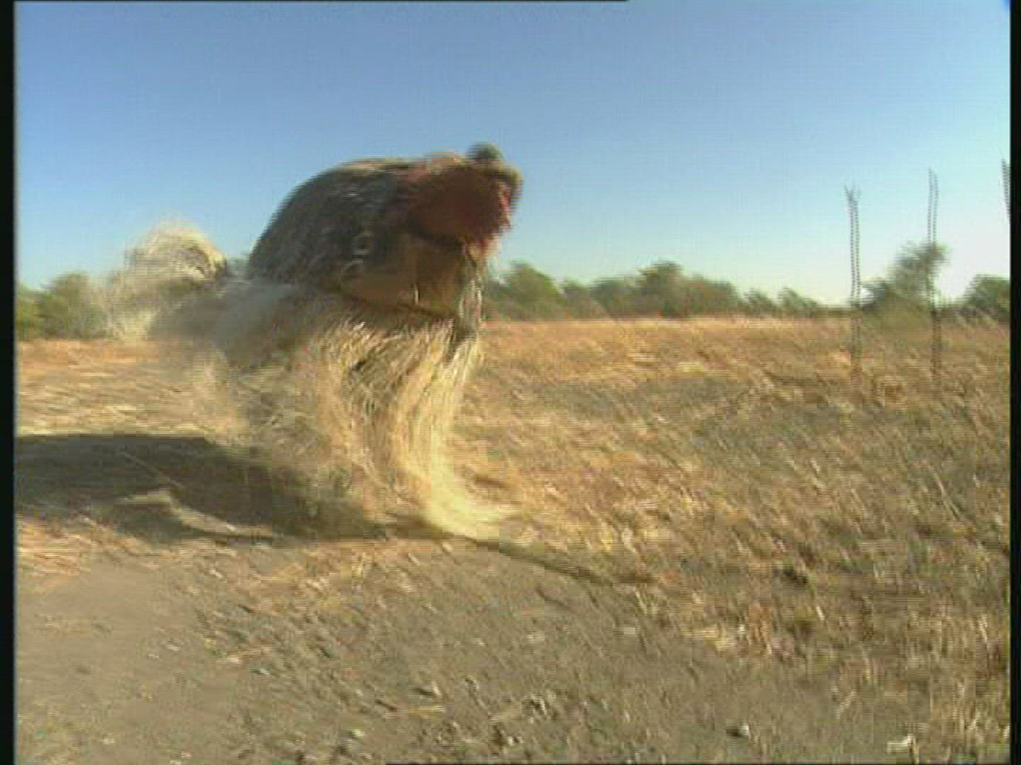 661086069 / Mask Dance / Rite / Zambia