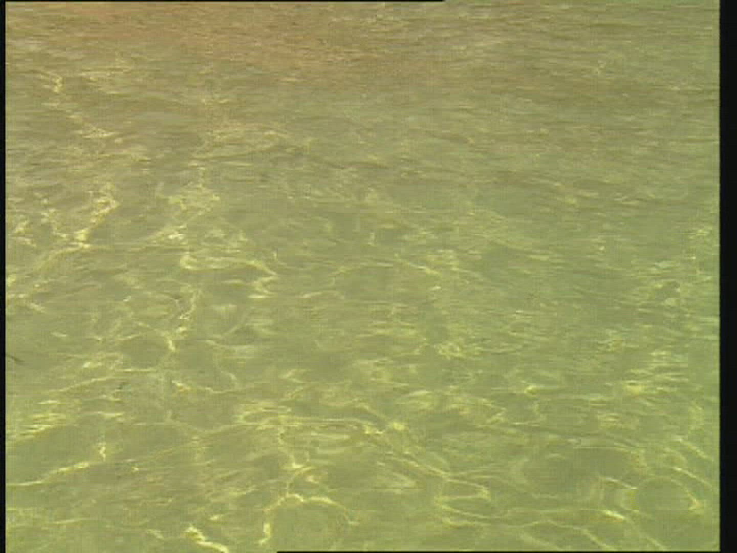 934930319 / Beach Life / Indian Ocean / Mauritius