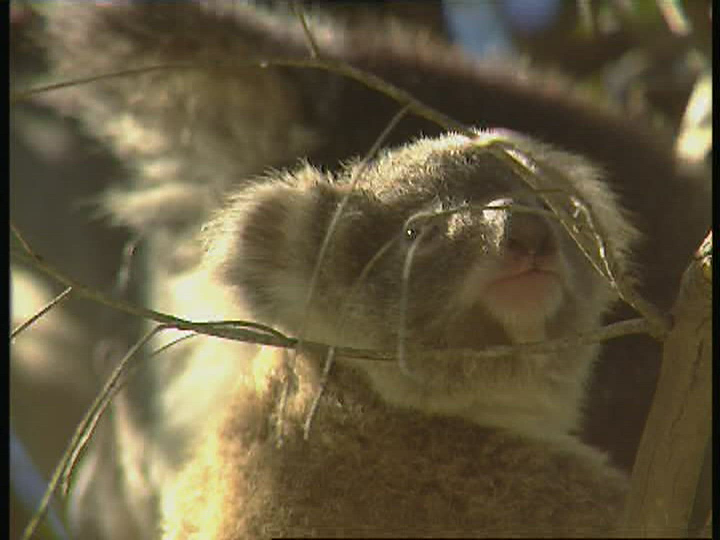 206935813 / Koala / Observing / Australia