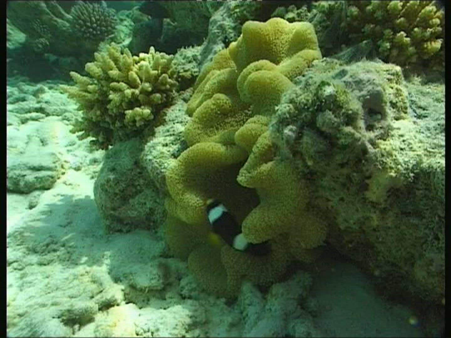 513137962 / Bass / Coral / Sea Anemone / Pacific Ocean