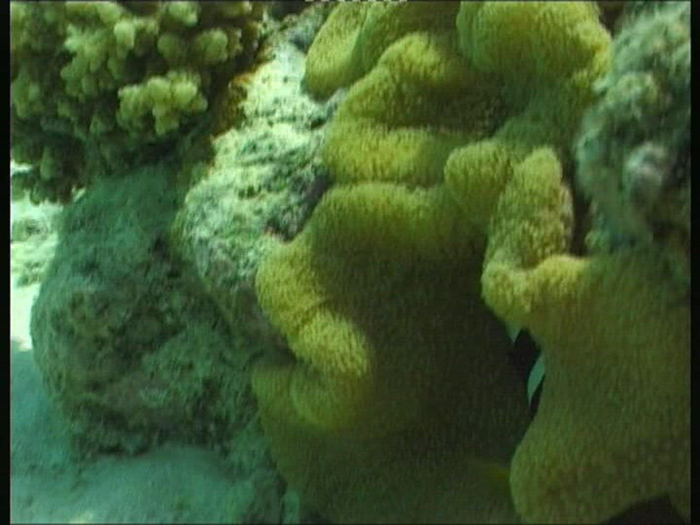 845242677 / Bass / Coral / Sea Anemone / Pacific Ocean