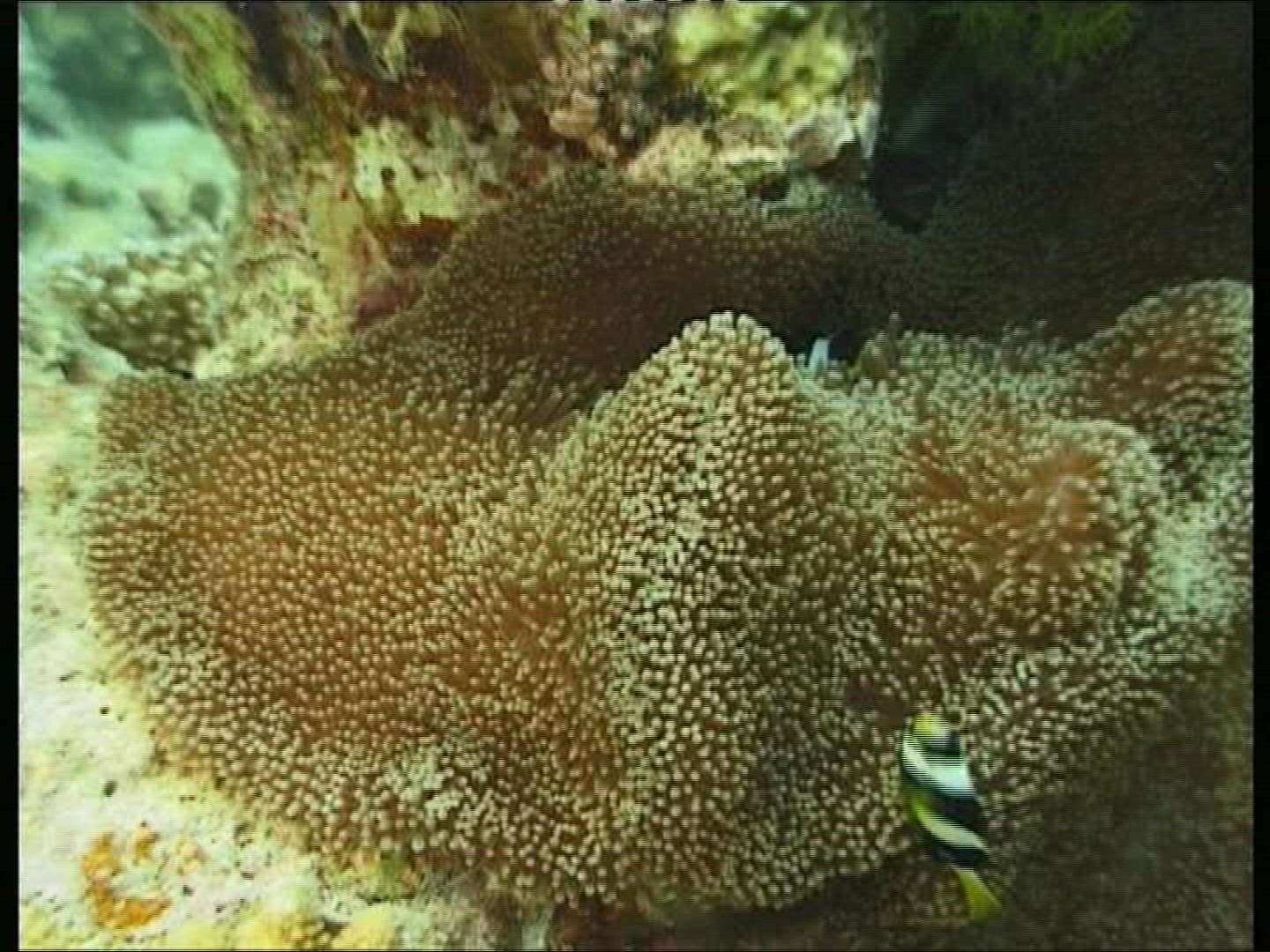 335404003 / Bass / Coral / Sea Anemone / Pacific Ocean