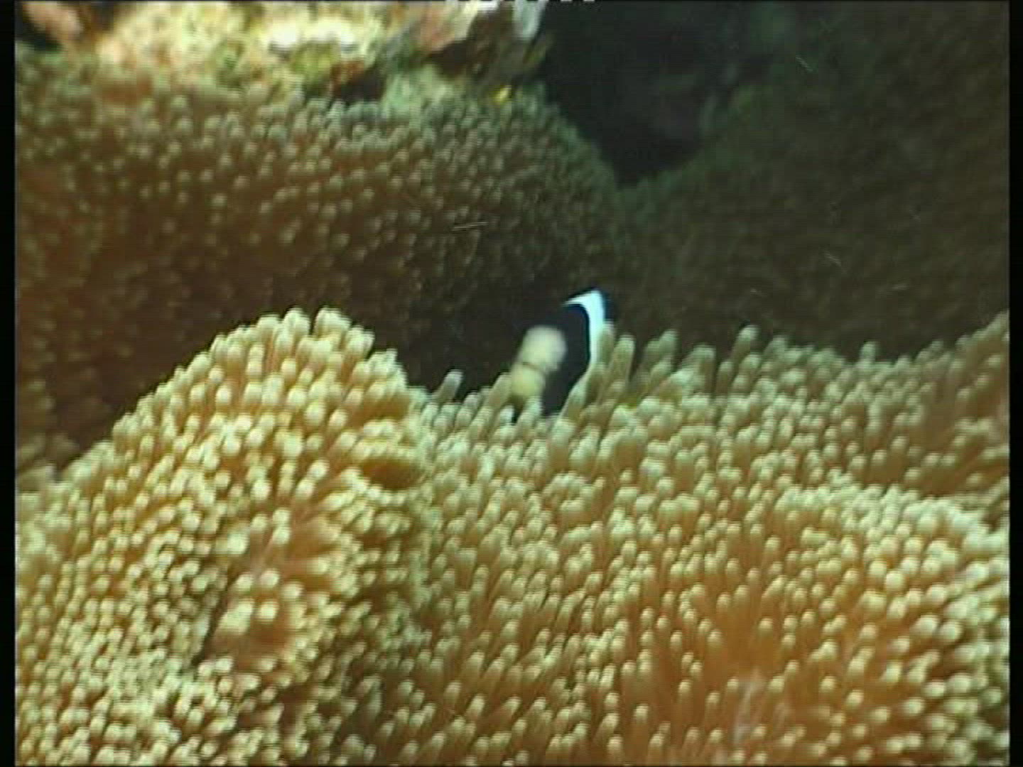 231665326 / Bass / Coral / Sea Anemone / Pacific Ocean