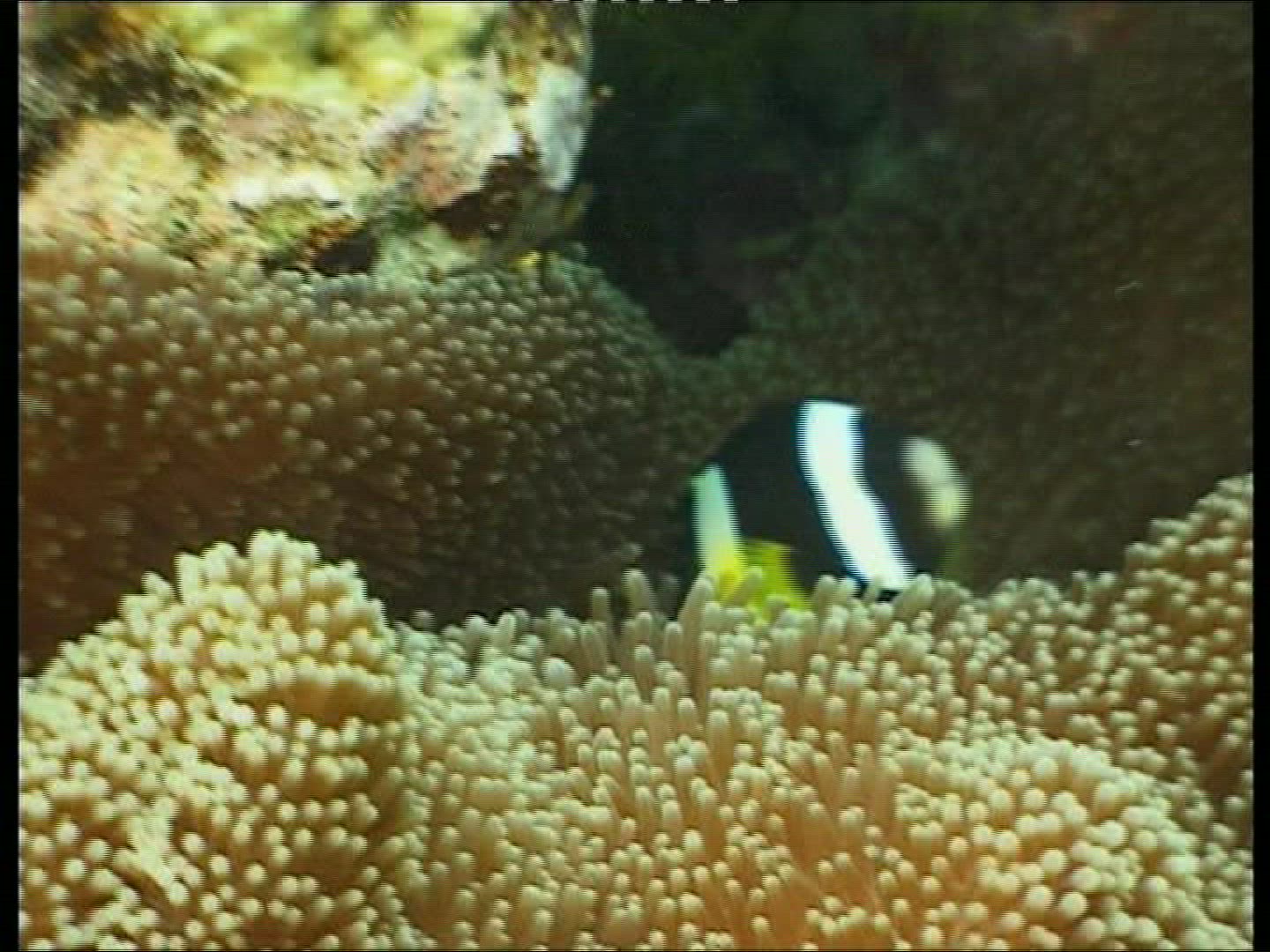 718915421 / Bass / Coral / Sea Anemone / Pacific Ocean