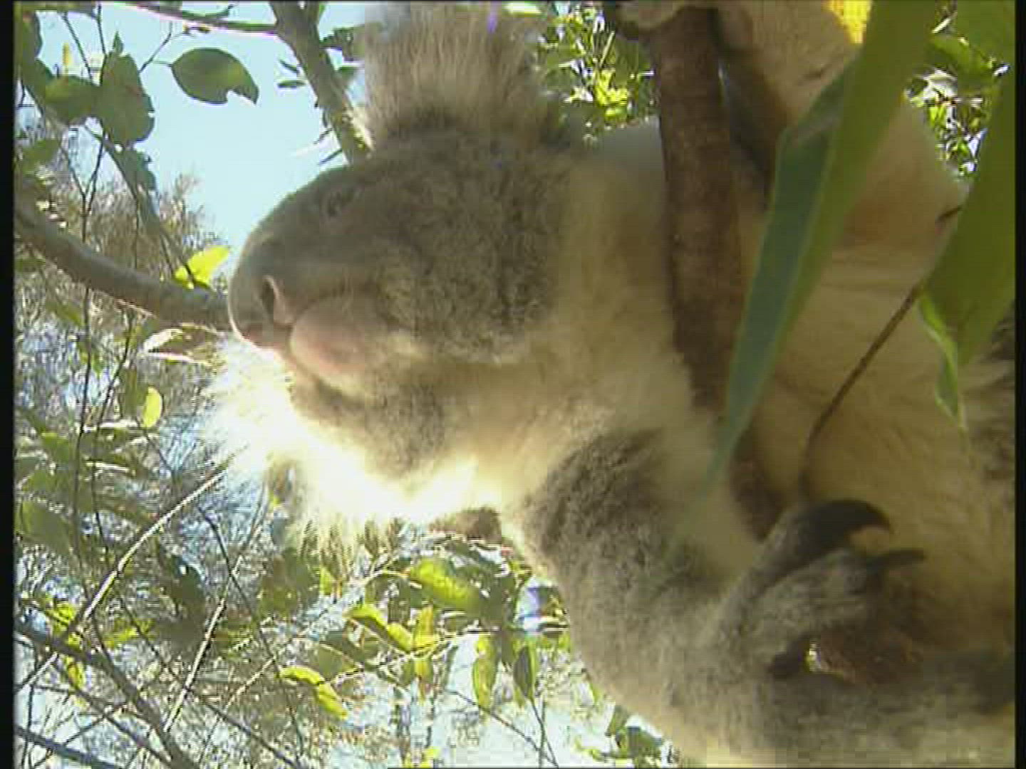 347964121 / Koala / Foraging / Eating / Australia
