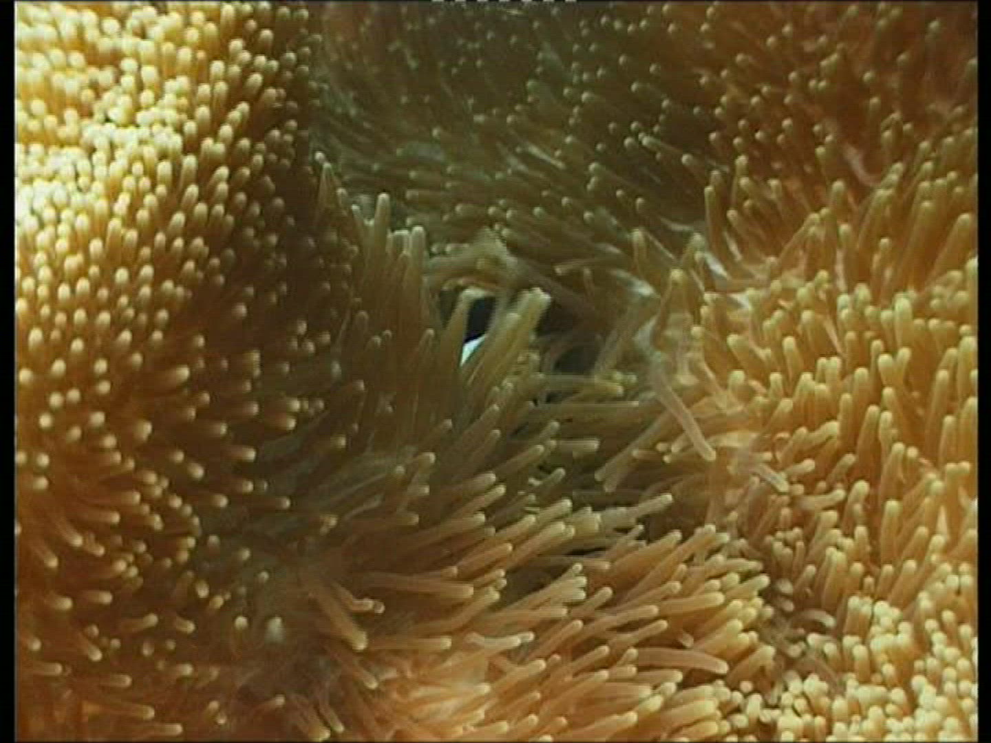 336966361 / Bass / Coral / Sea Anemone / Pacific Ocean