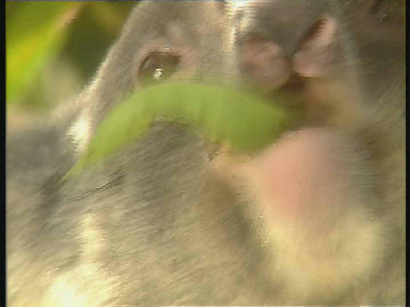 806366164 / Koala / Foraging / Eating / Australia
