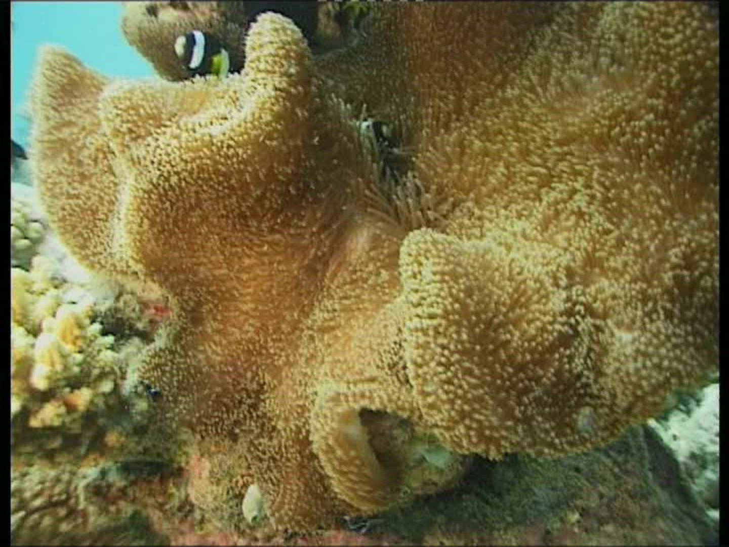 632675426 / Bass / Coral / Sea Anemone / Pacific Ocean
