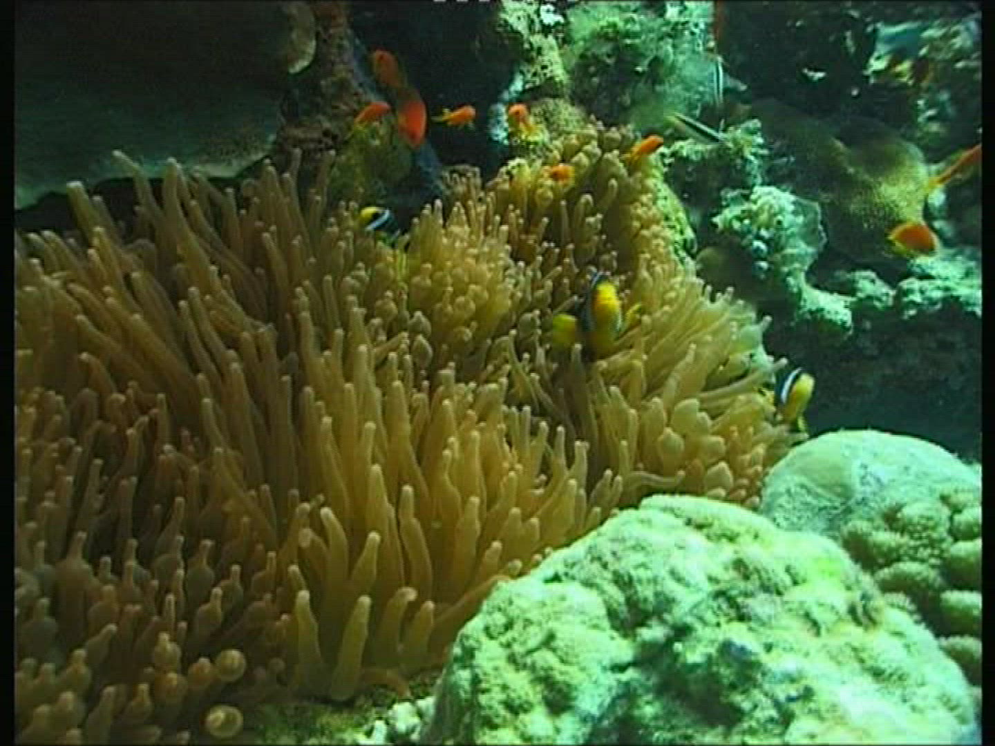972123817 / Bass / Coral / Sea Anemone / Pacific Ocean