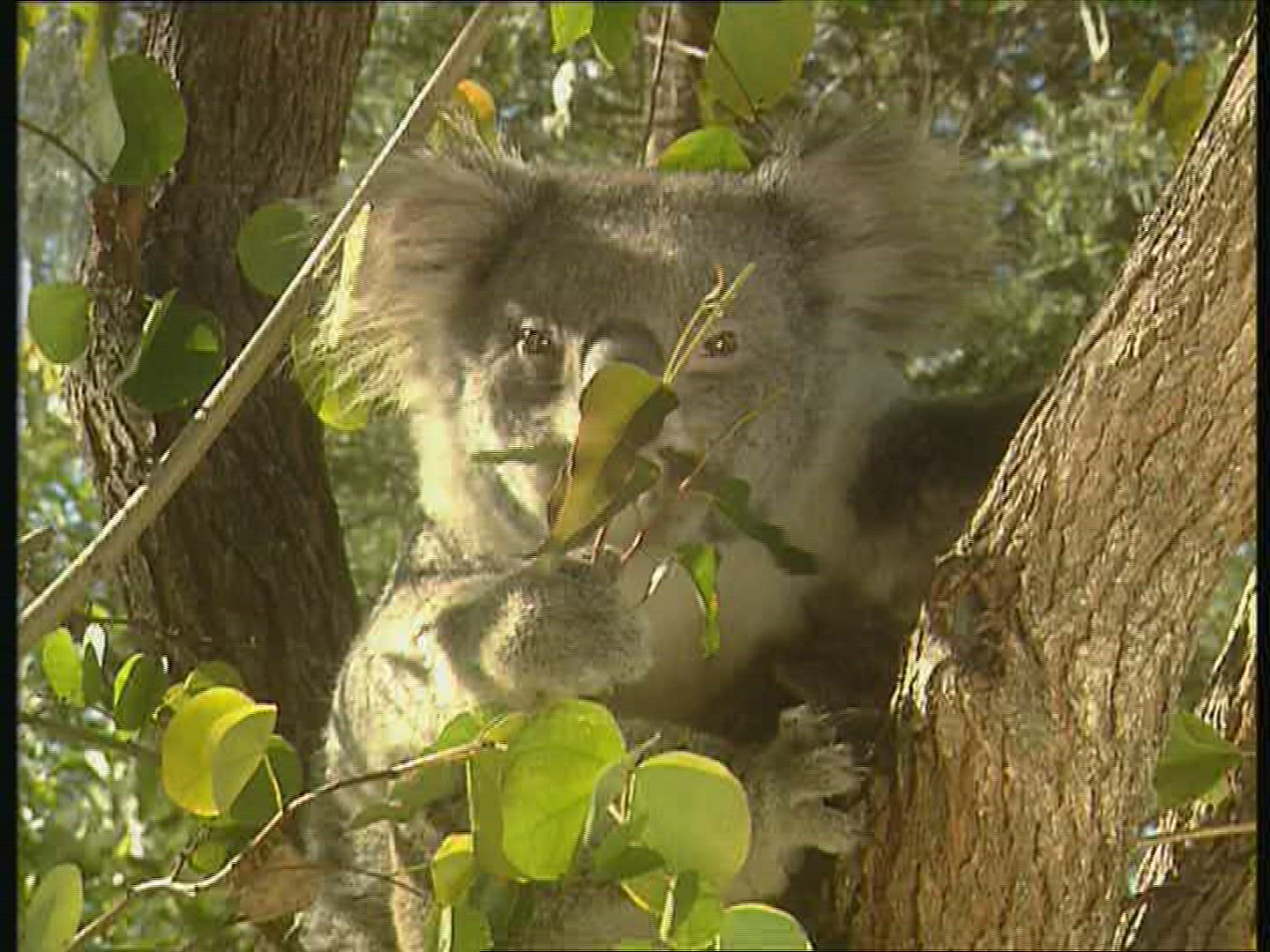 771336146 / Koala / Foraging / Eating / Australia