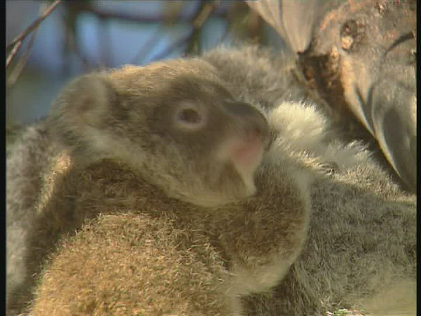 892270275 / Koala / Resting / Australia