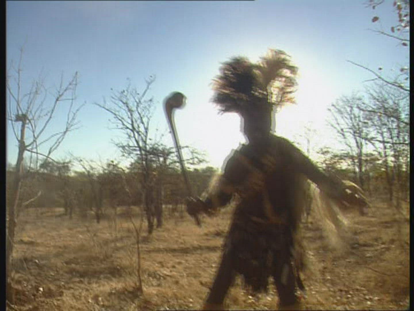 773995565 / Dance / Folklore / Zimbabwe