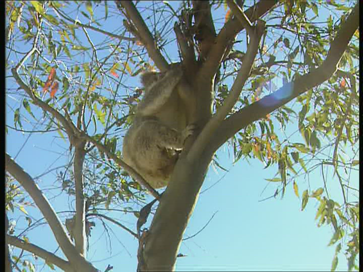 626439176 / Koala / Climbing / Australia
