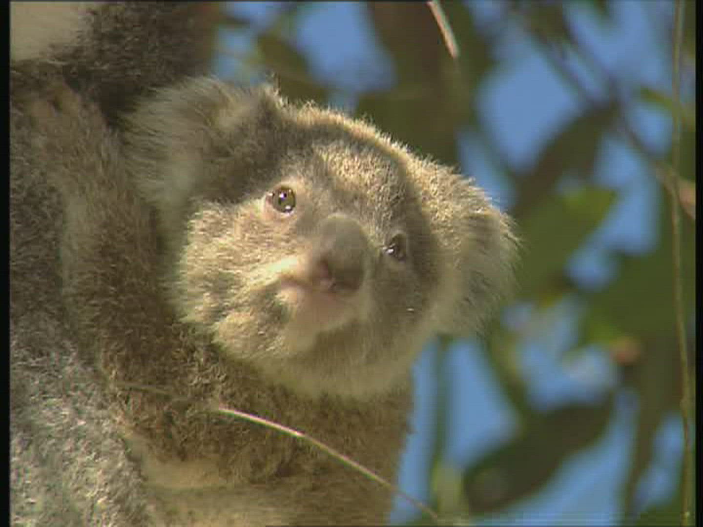 223917002 / Koala / Observing / Australia