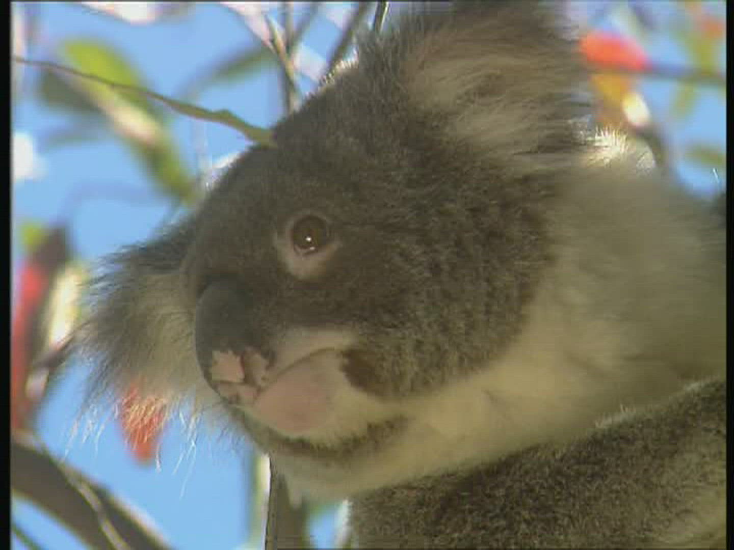 860611027 / Koala / Observing / Australia