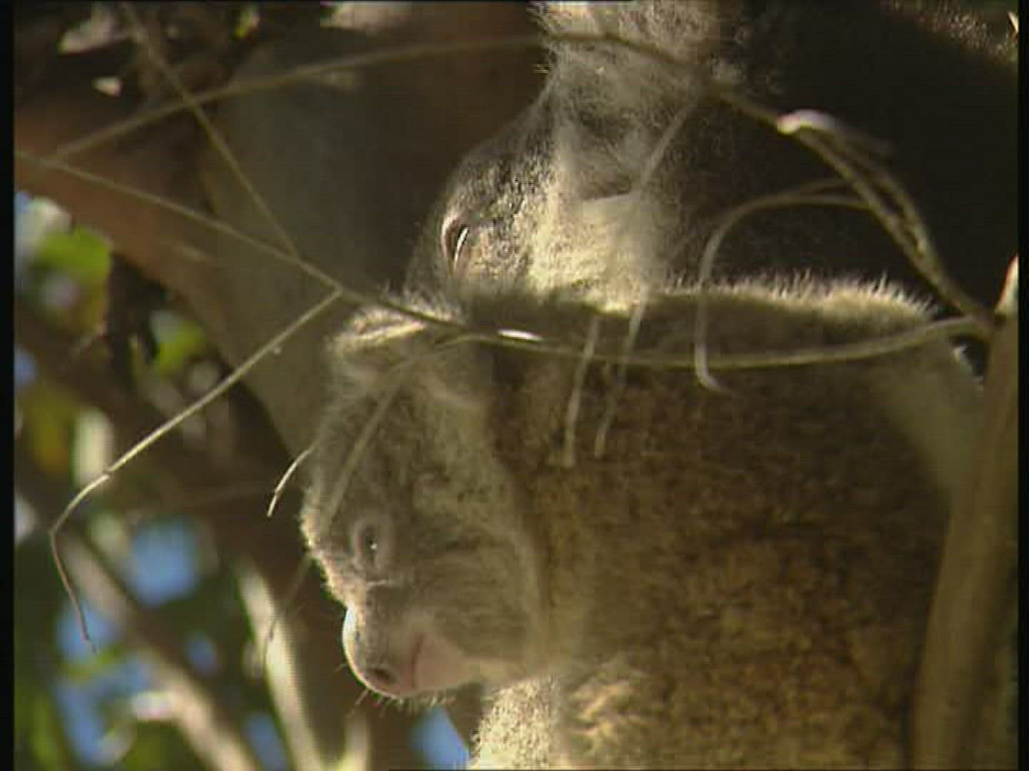 502192535 / Koala / Resting / Australia