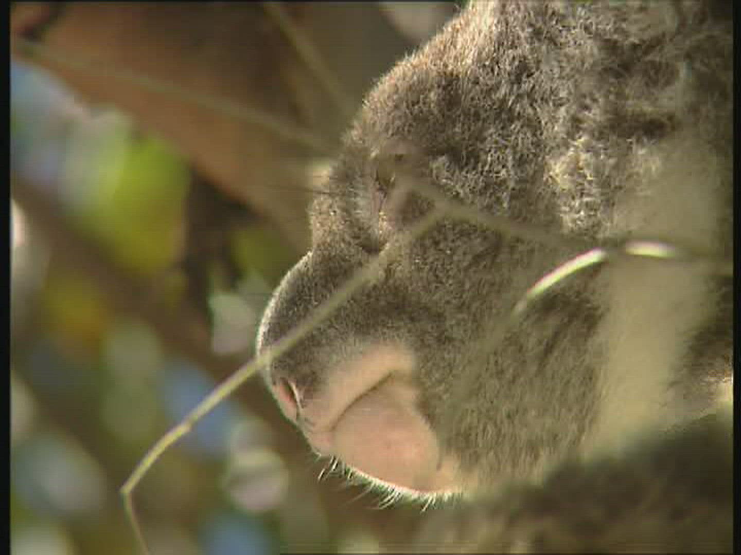 952495227 / Koala / Observing / Australia