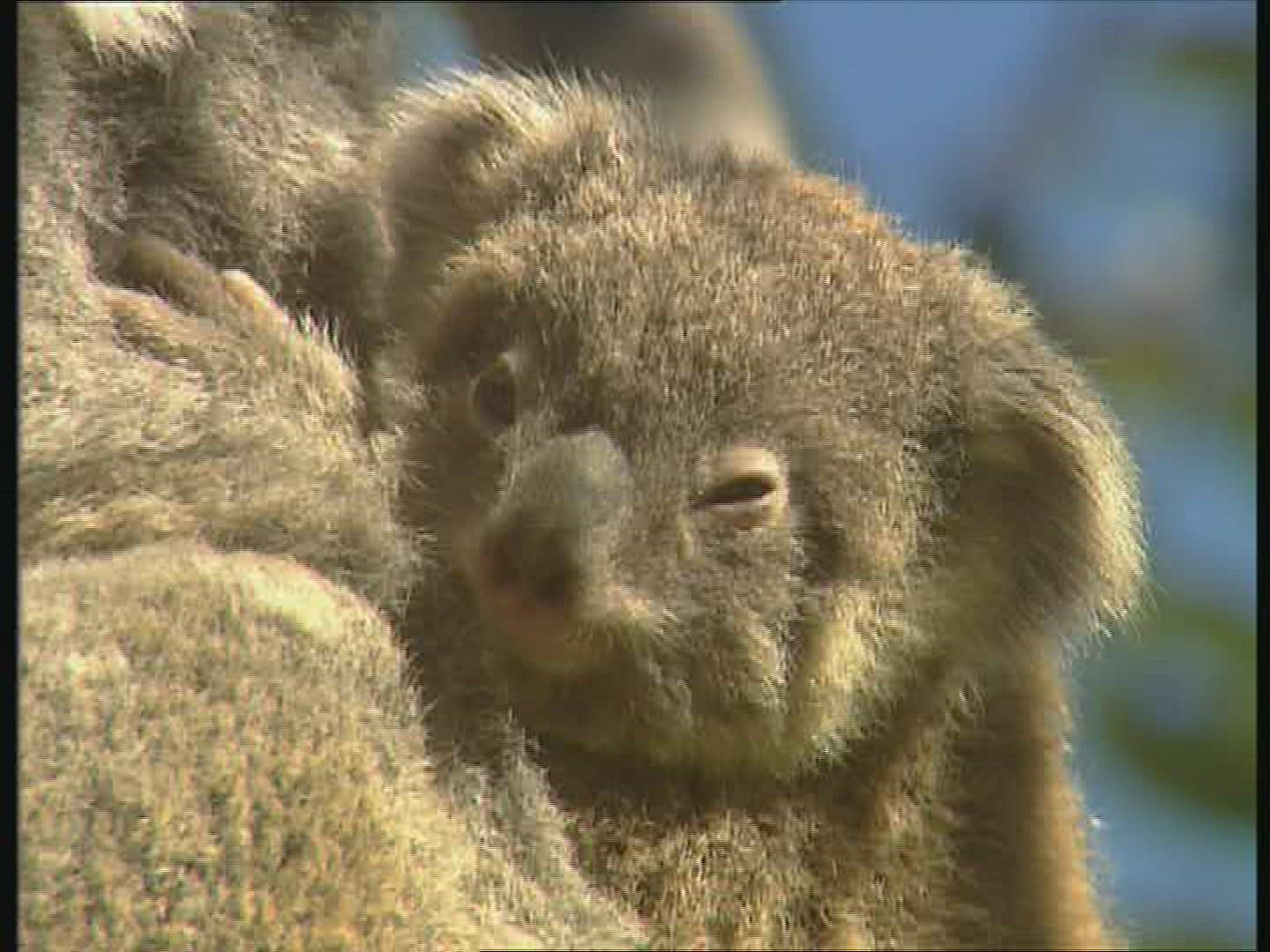 948034105 / Koala / Observing / Australia
