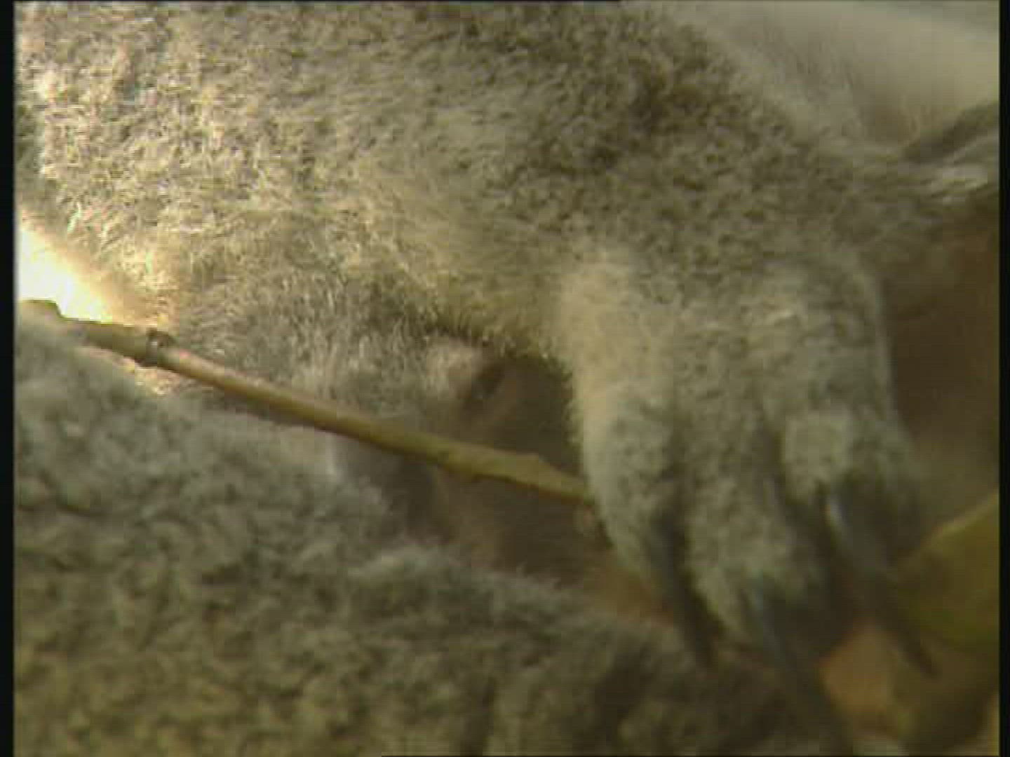 307910581 / Koala / Observing / Australia