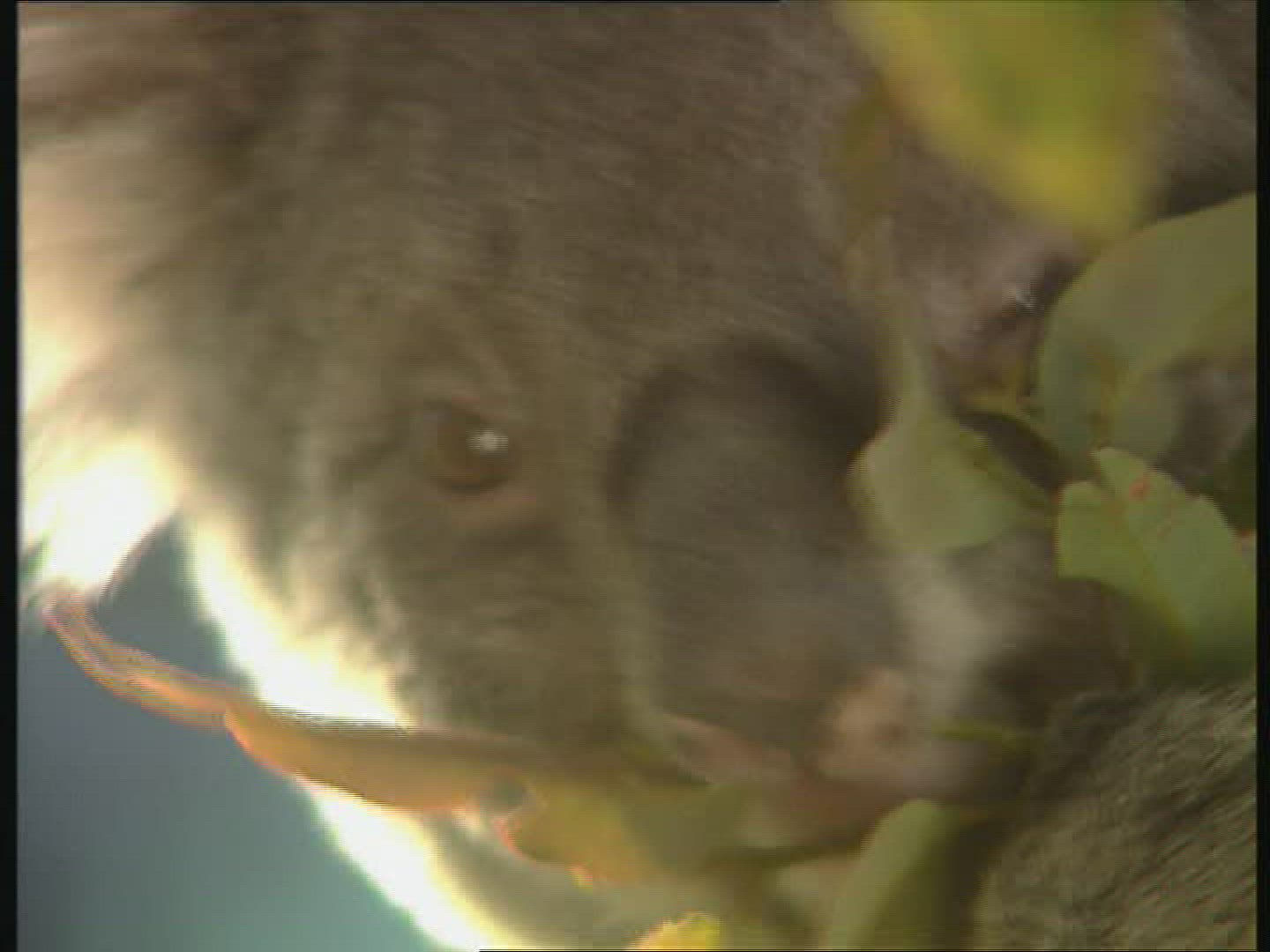 108741246 / Koala / Foraging / Eating / Australia