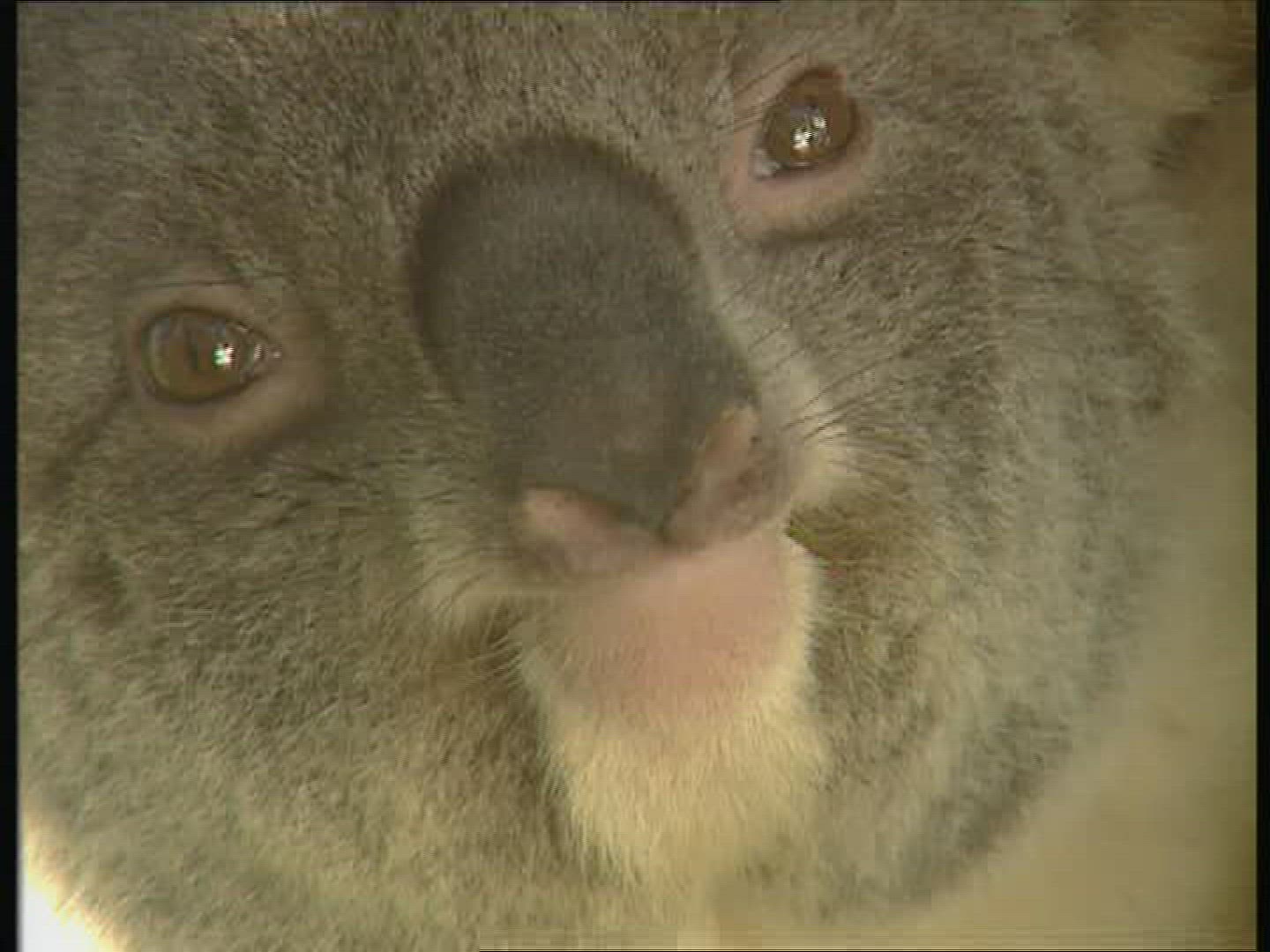 112907589 / Koala / Observing / Australia