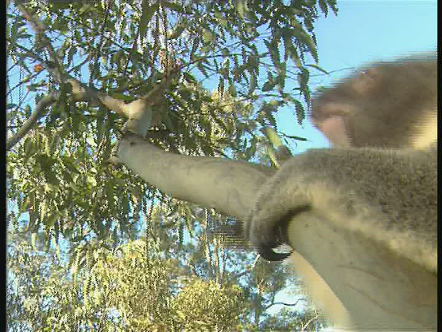 256859678 / Koala / Climbing / Australia