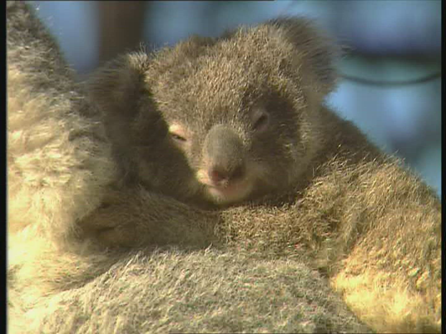 631886481 / Koala / Observing / Australia