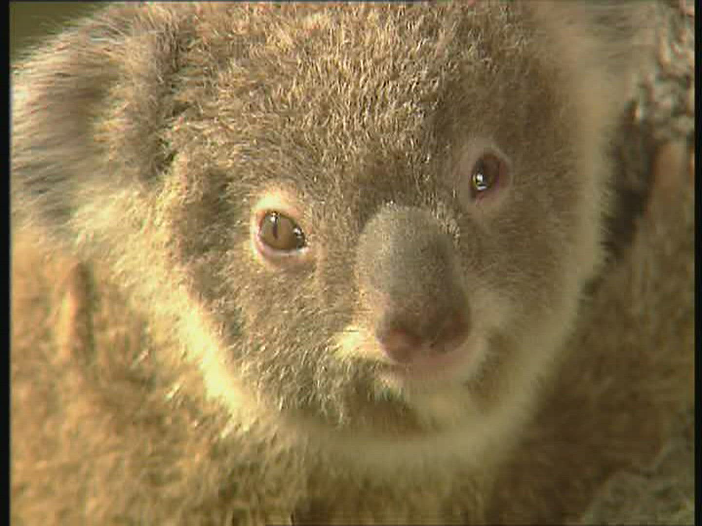 206221018 / Koala / Observing / Australia
