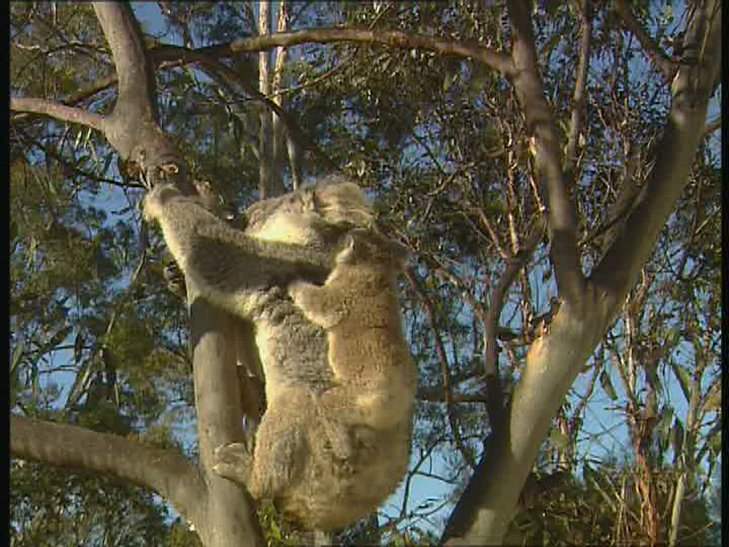 284638111 / Koala / Foraging / Eating / Australia