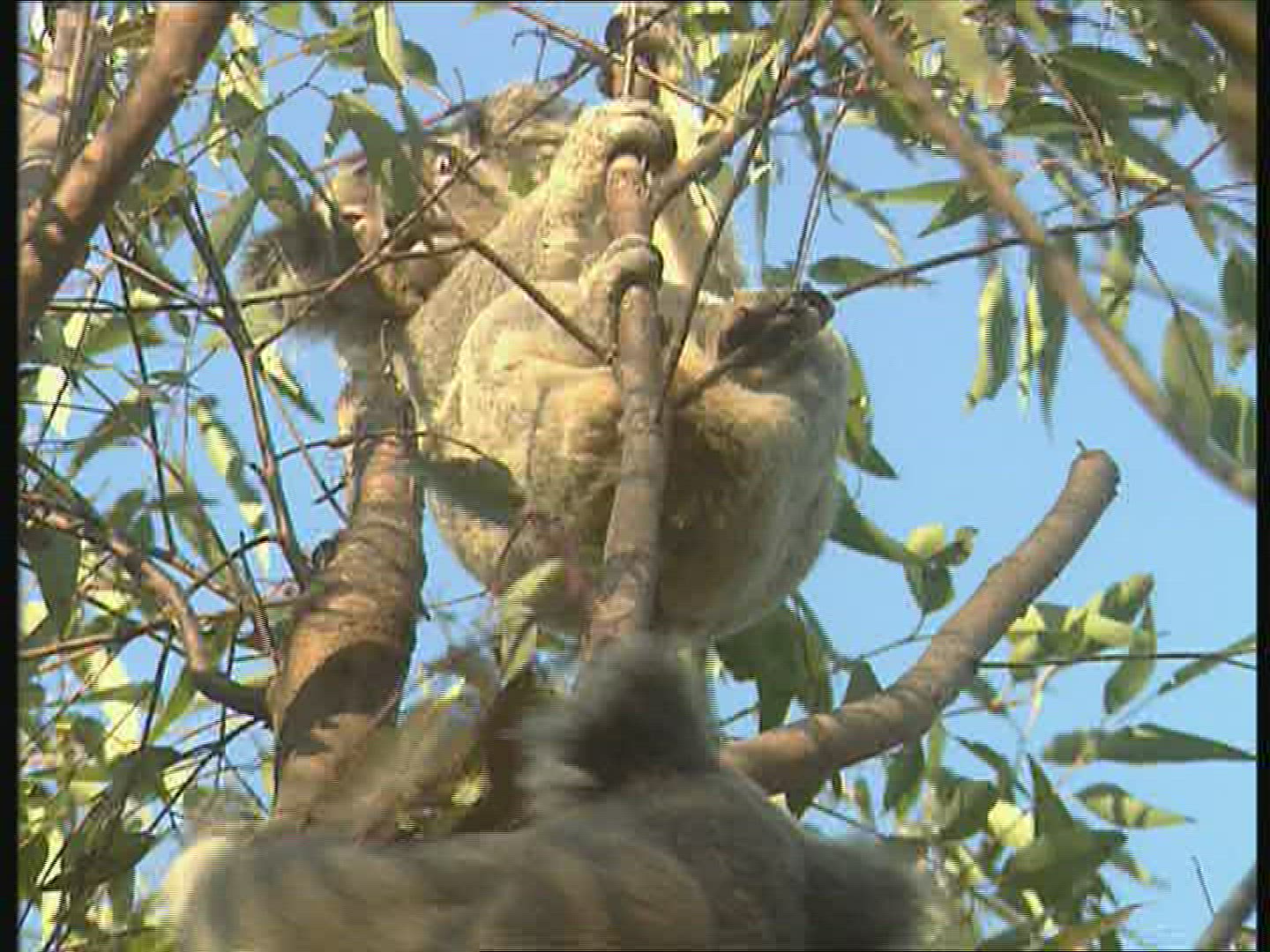279403641 / Koala / Courting / Australia