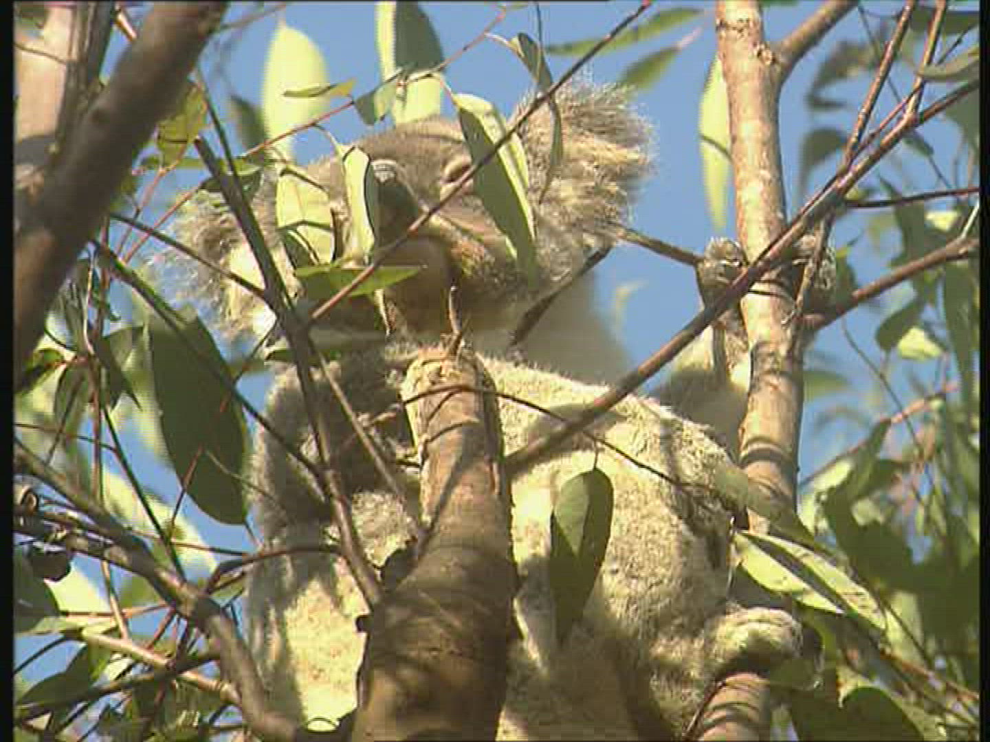 829920037 / Koala / Observing / Australia