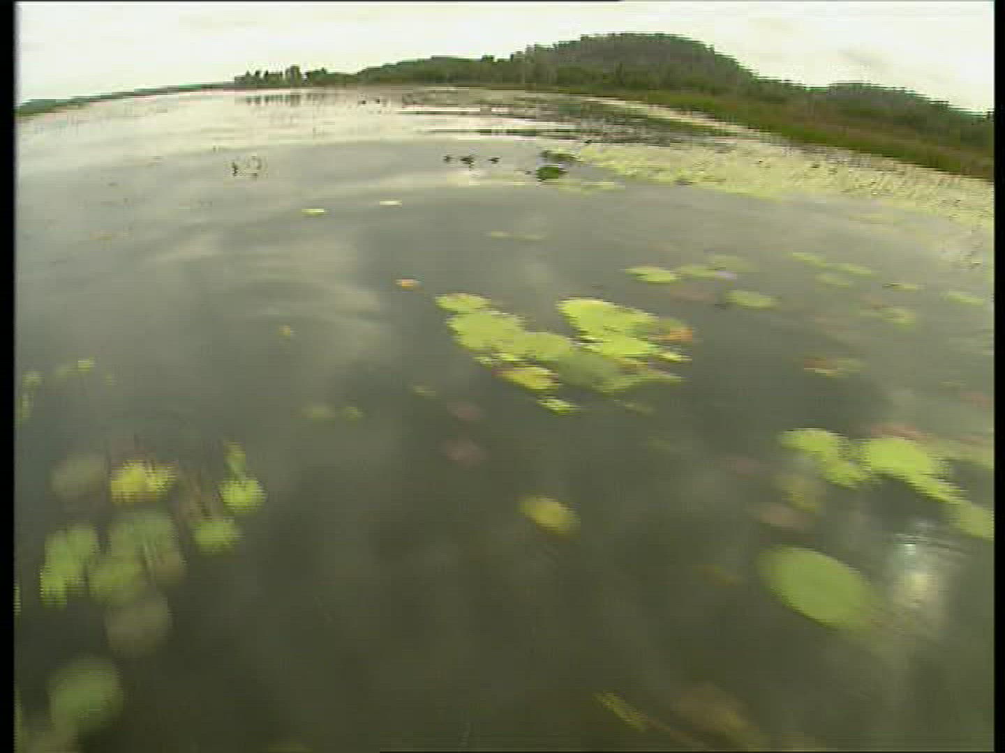 766306258 / Nile Crocodile / Moving