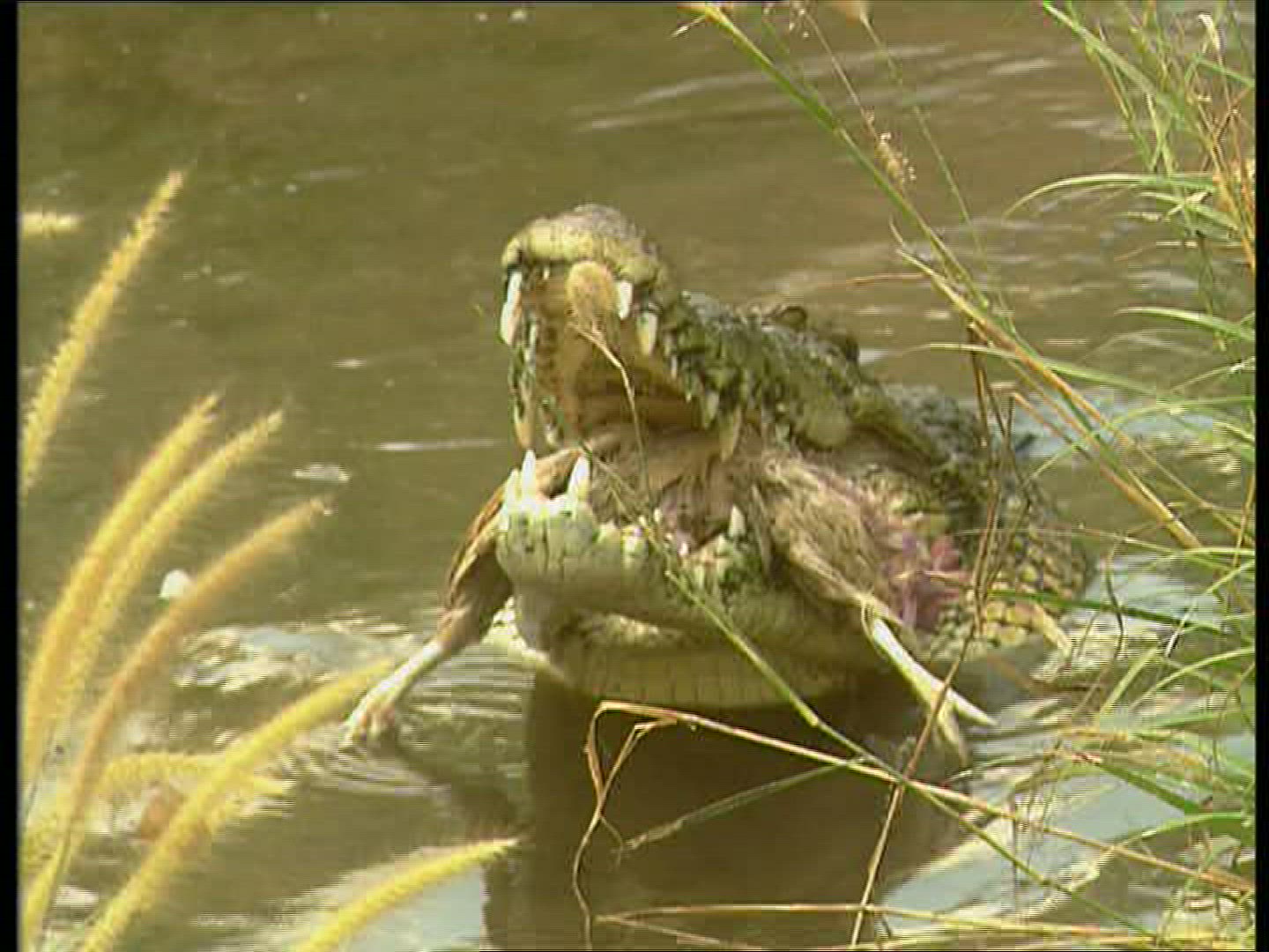 574929779 / Nile Crocodile / Eating
