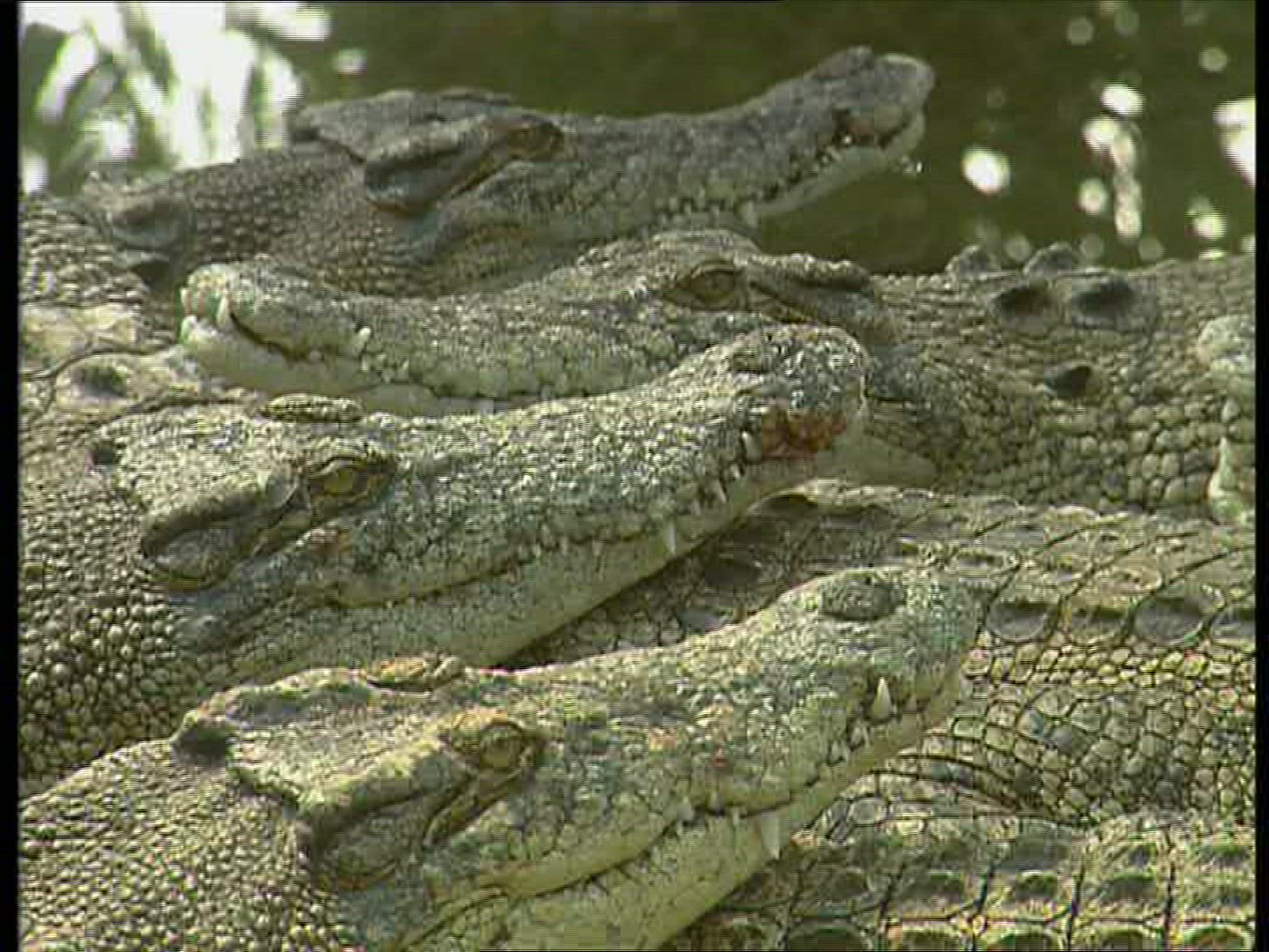 623219063 / Nile Crocodile / Resting