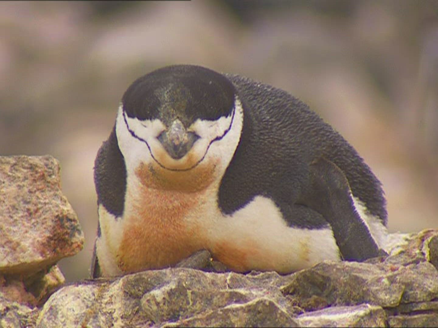 228365270 / Chinstrap Penguin / Colony / Antarctic