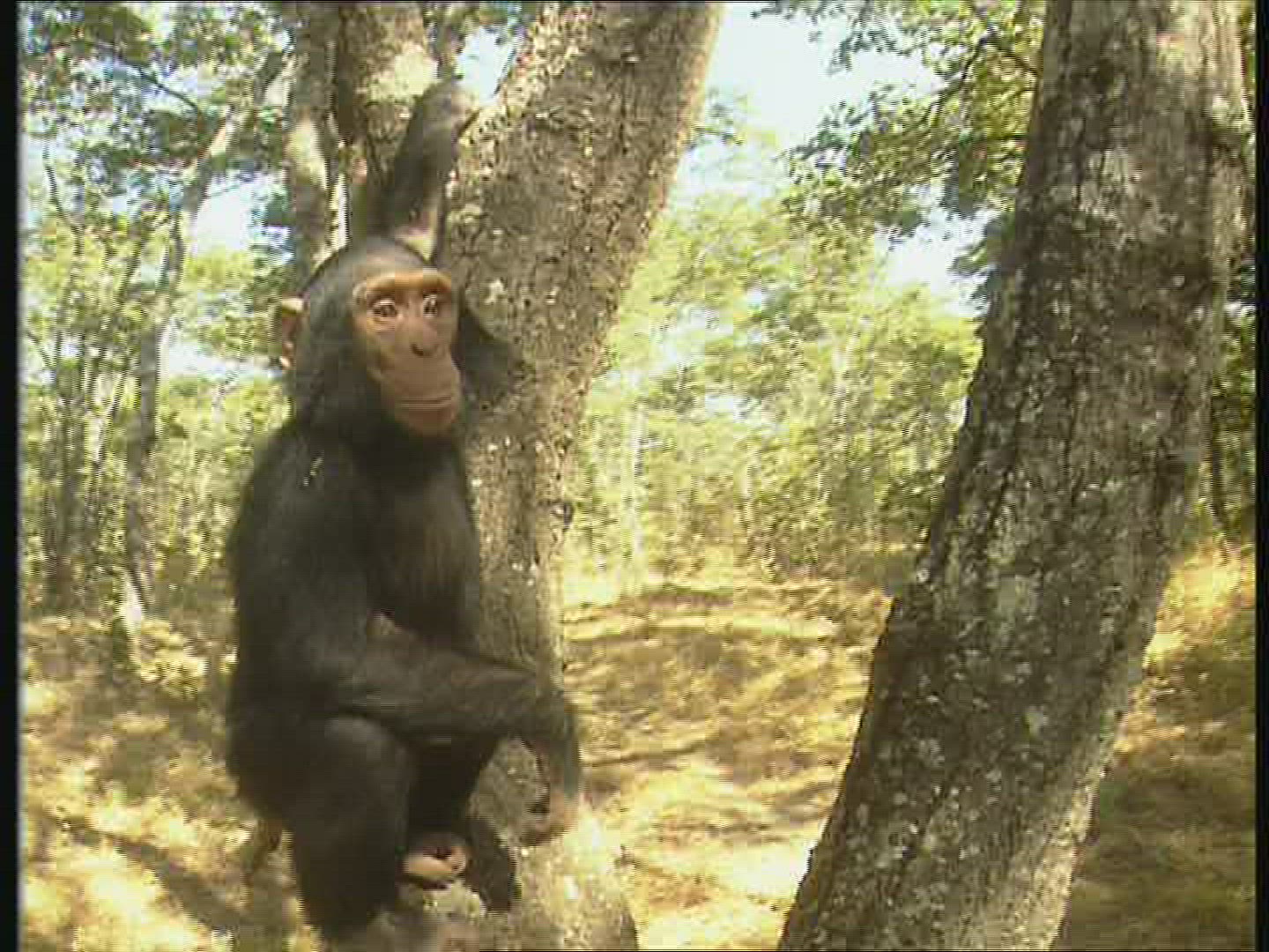 949935372 / Chimp / Offspring / Climbing / Zambia / Africa