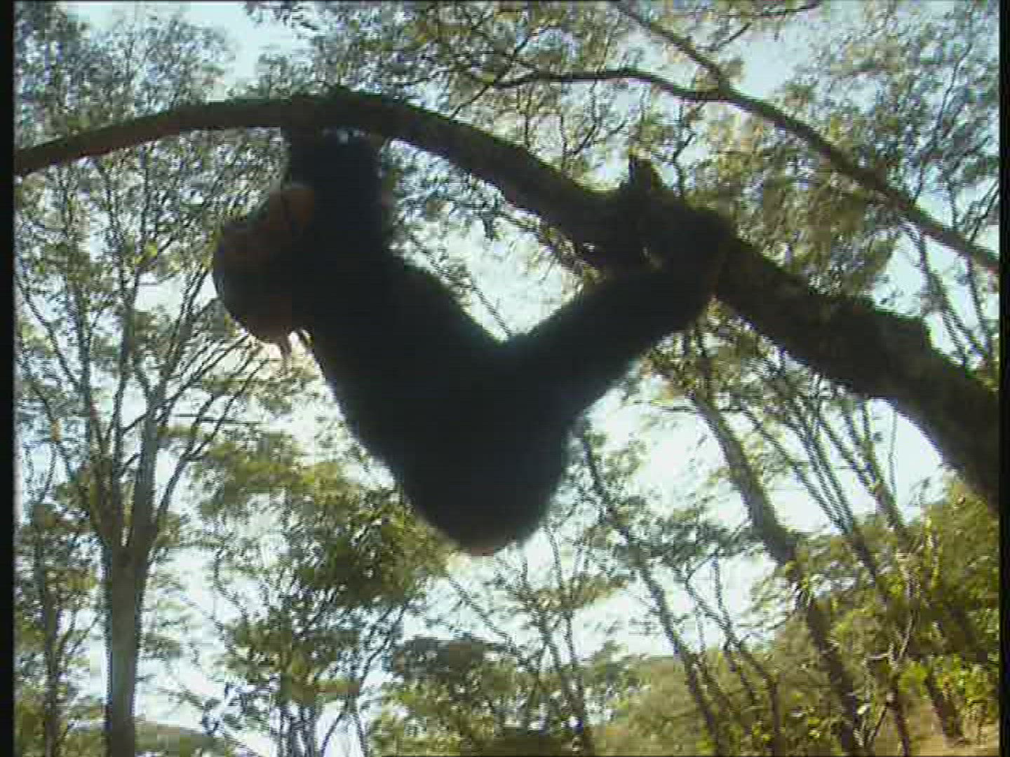 122239698 / Chimp / Offspring / Climbing / Zambia / Africa