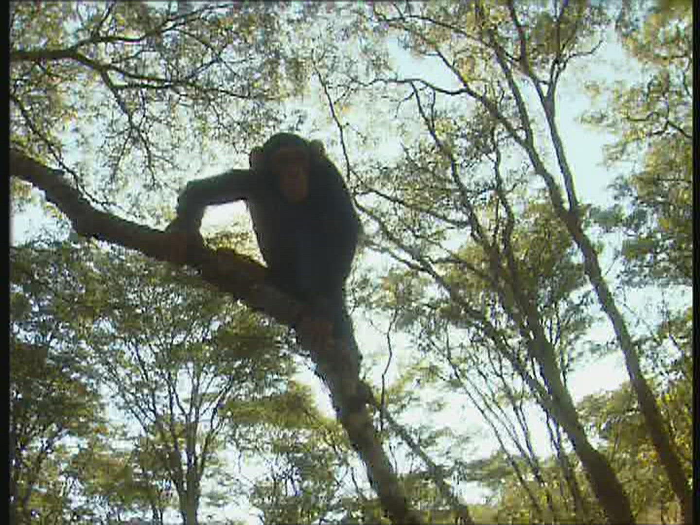 670243322 / Chimp / Offspring / Climbing / Zambia / Africa