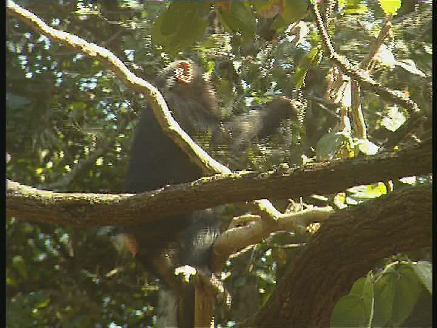 251809184 / Chimp / Offspring / Climbing / Zambia / Africa