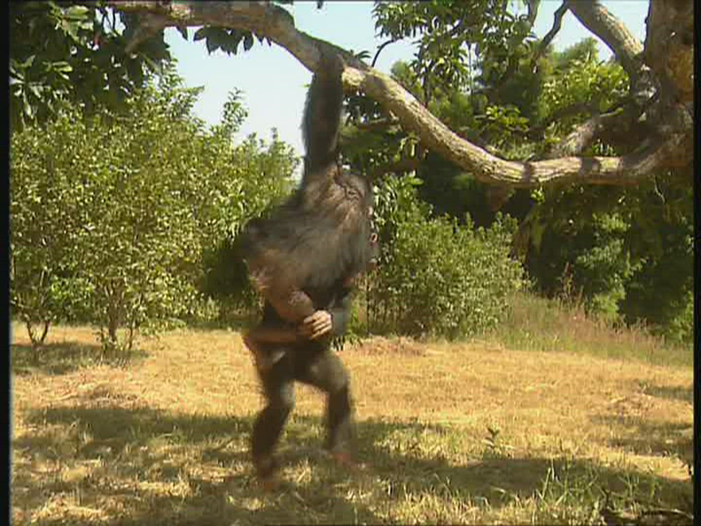 850175409 / Chimp / Offspring / Climbing / Zambia / Africa