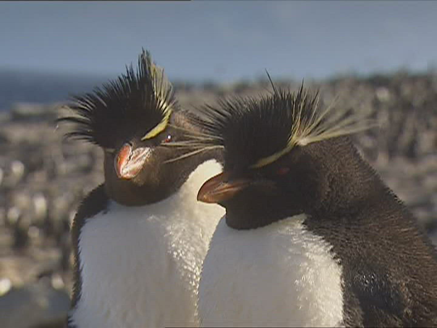 300085611 / Rockhopper Penguin / Resting / Polar Region