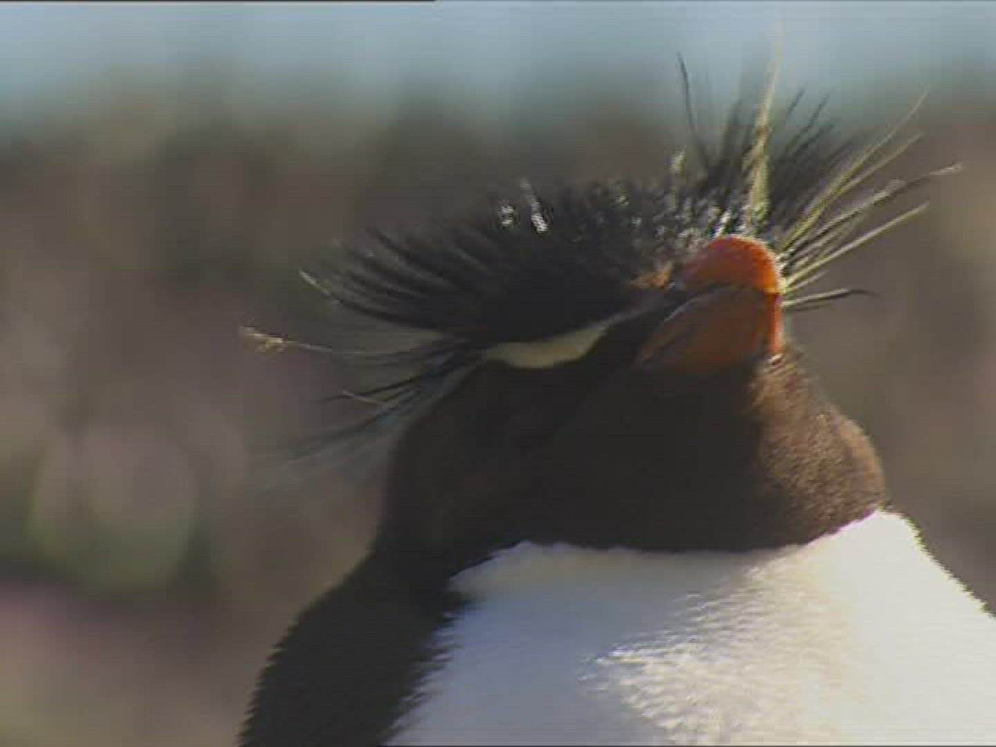 596423631 / Rockhopper Penguin / Resting / Polar Region
