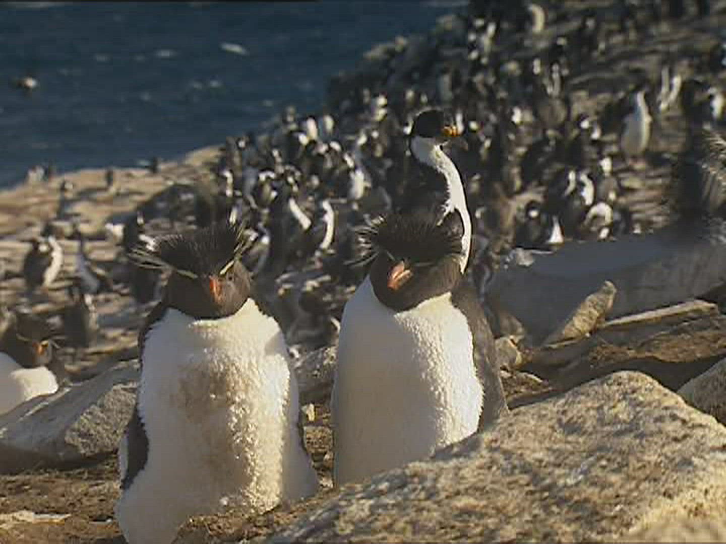 580264328 / Rockhopper Penguin / Resting / Polar Region