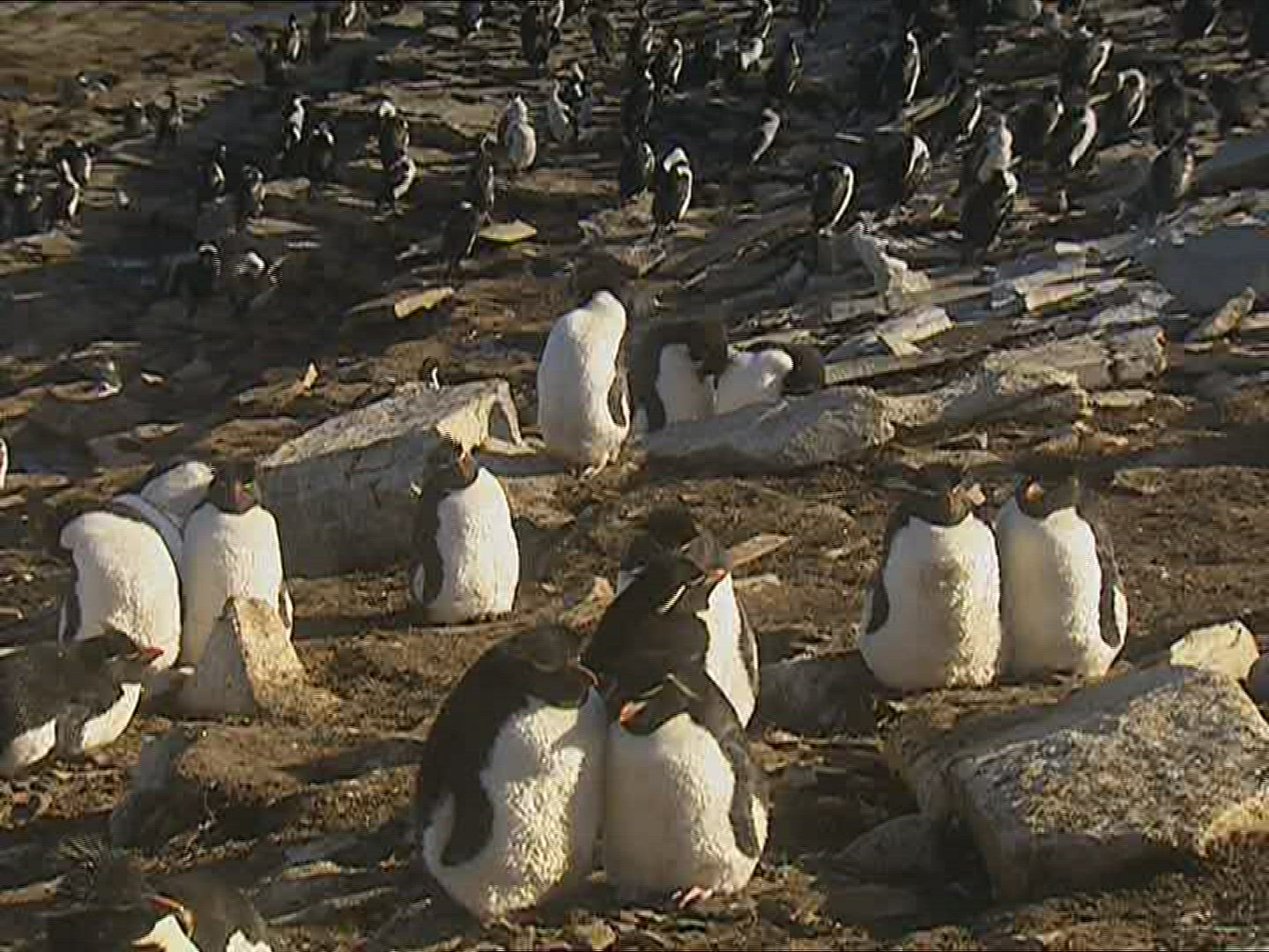 277390176 / Rockhopper Penguin / Resting / Polar Region