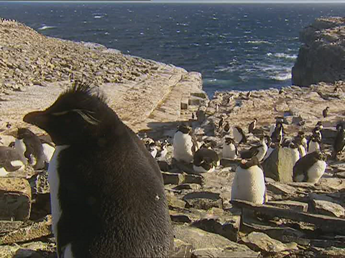 659865342 / Rockhopper Penguin / Resting / Polar Region