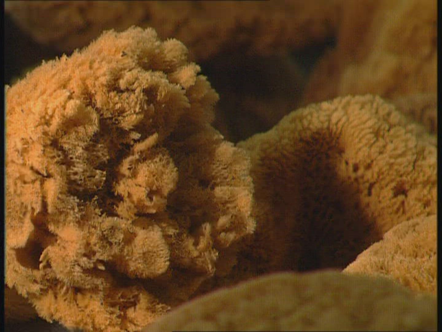 993894874 / Sponge / Museum / Kalymnos / Greece