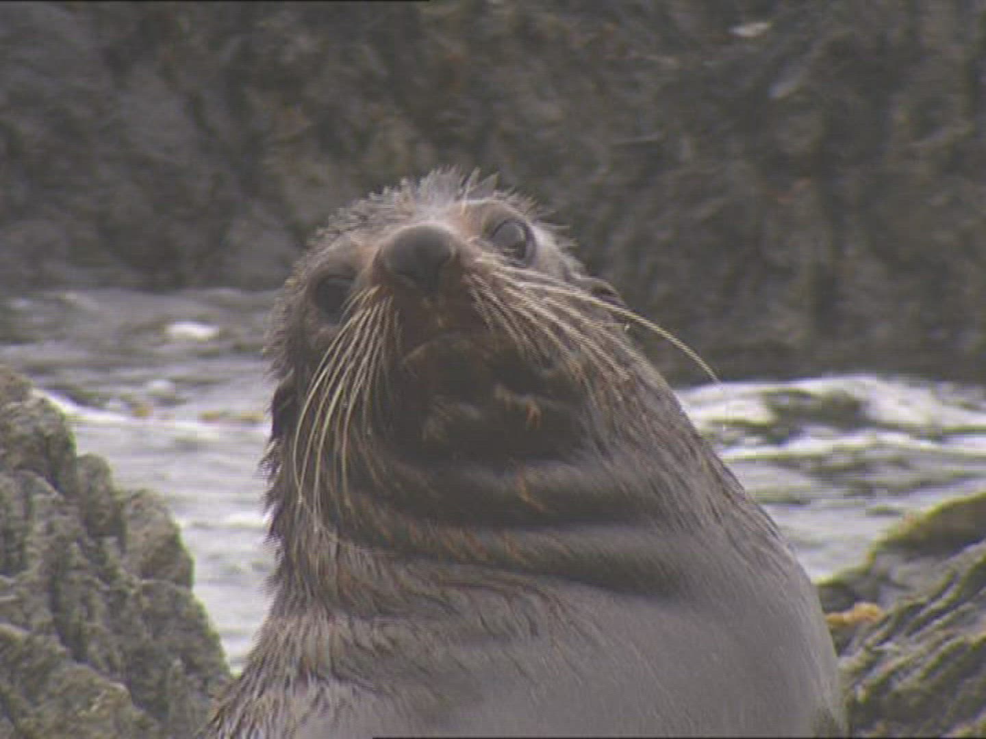 671826267 / Seal / Scratching / New Zealand
