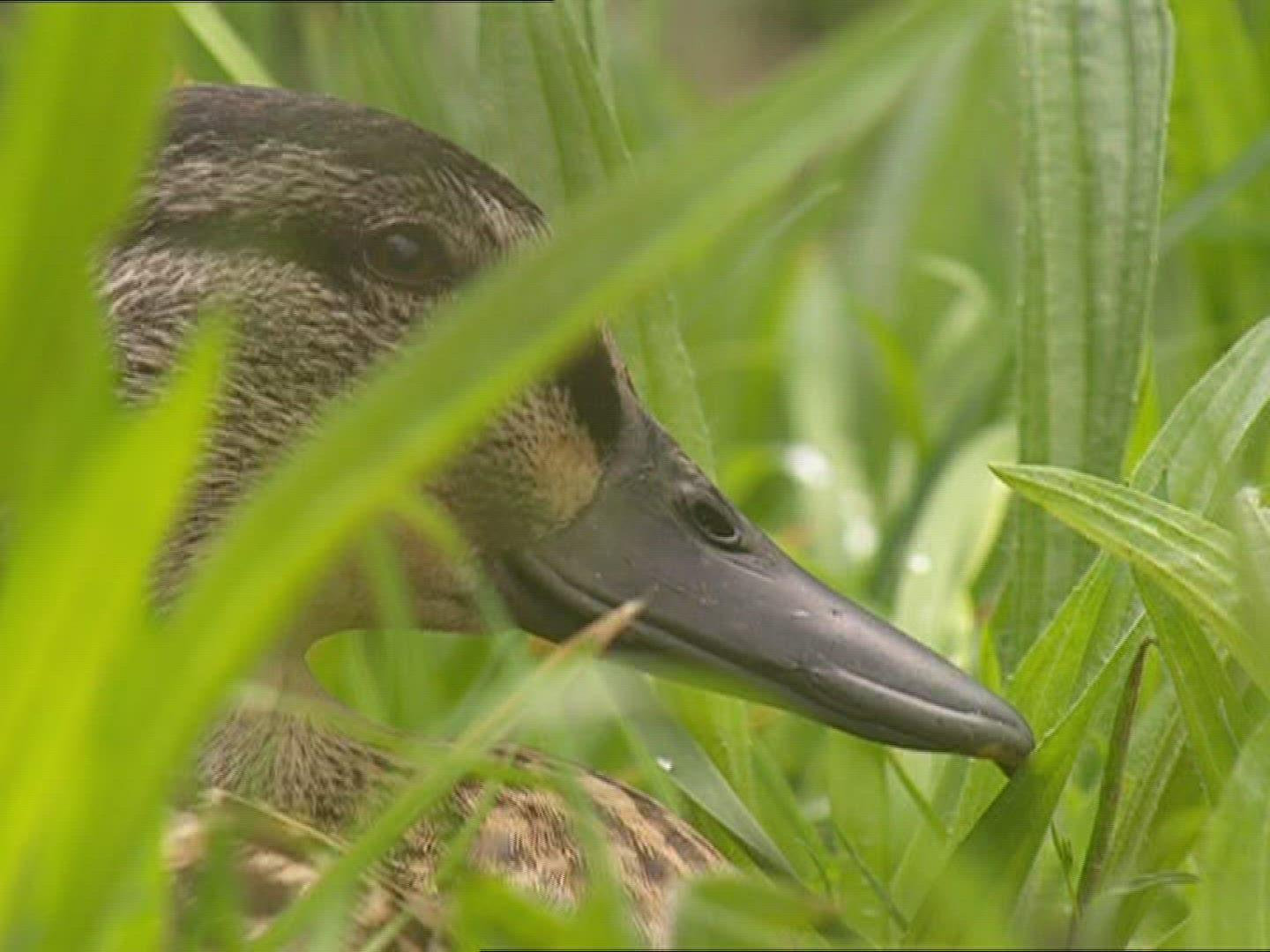 801218543 / Anatidae / Grass / New Zealand